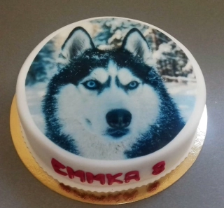 Torta Pes Husky